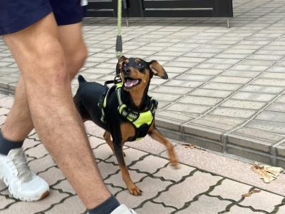 お散歩トレーニング　食べ物や葉っぱへの執着