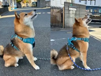 犬の整体の変化　しばちゃん　3歳女の子