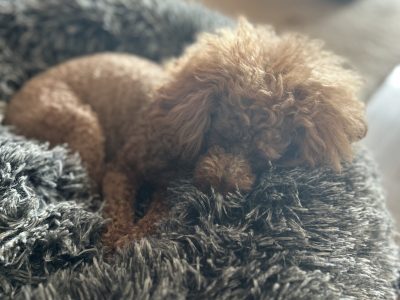 犬の寝相も本音が出てる⁉️?