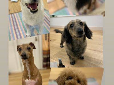 ドッグライフカウンセラー　CHIZURU ５月の「犬の整体」ご報告とお礼」♪