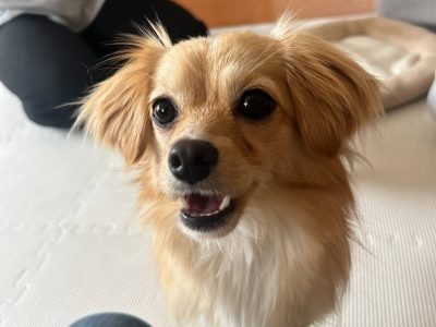 落ちているものを食べたり飲み込もうとする?。。さて‼️