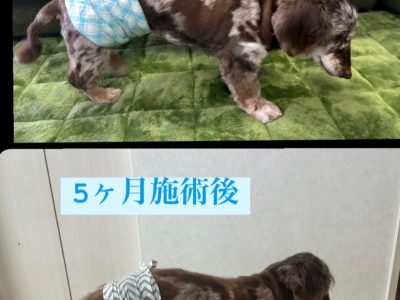 犬の整体　18歳でも自分の足で立つ‼️