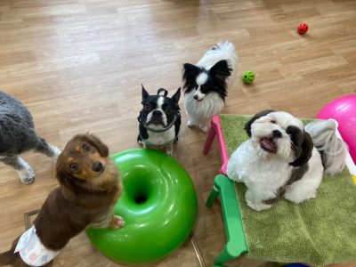 ハウスドッグCLASS　2023/6/30