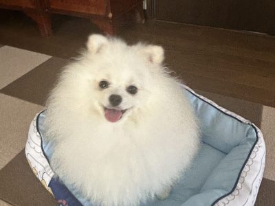 犬は散歩に2回　１時間行けばいいってわけじゃない