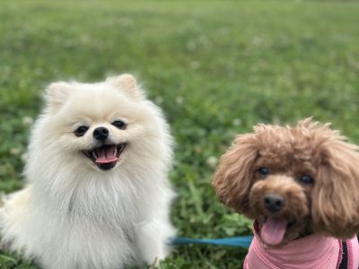Vol.4｜散歩に潜む犬のストレスサインを見逃さない｜犬トレーニング