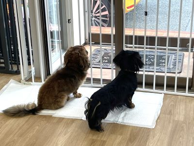 ハウスドッグ?クラス　2024/6/30