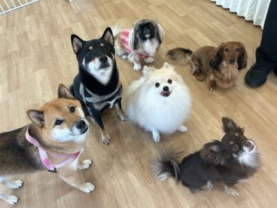 ハウスドッグ?CLASS　2023/11/3