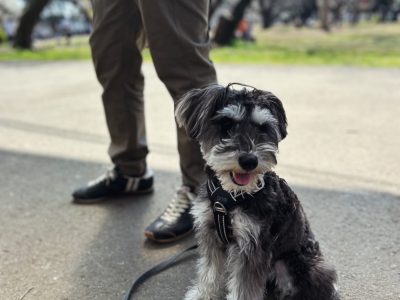犬が「待つ・止まる」って、どうして教えるの？