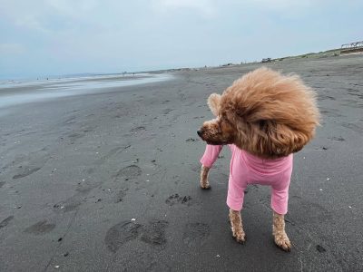 コマンド至上主義？ちょっと待った！犬との真の関係性を考察