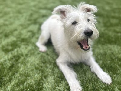 預かりレッスン　自然の中での遊びを教える