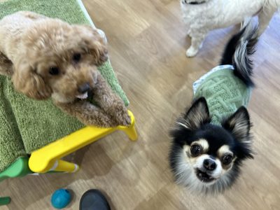 ハウスドッグ　class　2024/3/1