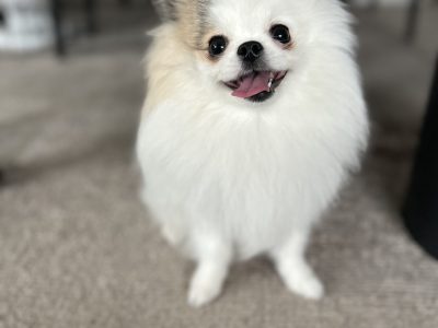 「できない」のではなく「したくない理由」があるかも！トイレトレーニングについて