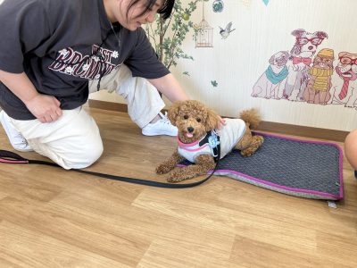 グループレッスン　褒めるタイミングと褒め方で犬の行動をコントロール　2023/7/3