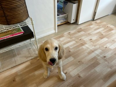 3ヶ月からしつけはするべし‼️※敢えてしつけと使います?