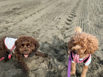 犬の“遊びたい”サイン、ちゃんと見えてますか？