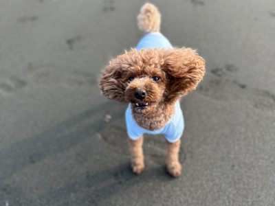 【Vol.1】Mocoとの小さな挑戦｜犬の社会化と自信づくり