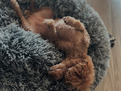 ?「寝相」が語る、うちの子の“気持ち”