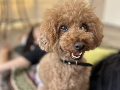 新座市での　犬の整体イベントありがとうございました。