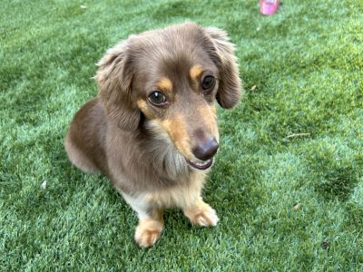 自分軸　そう犬だけの人生では飼い主さんもだめになる