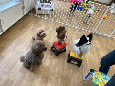 HouseDog?Class 2023/11/10