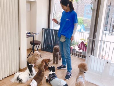 ハウスドッグCLASS  ?７/7　1歳以上ワンコの知育レッスン