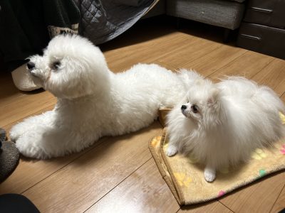 多頭での（マテ）は大変だよね！！