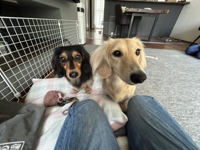 ドッグライフカウンセラーの役割