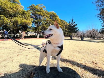 ワンクールのレッスンで変わるのは犬だけではなく、飼い主様自身が大きく変わる☺