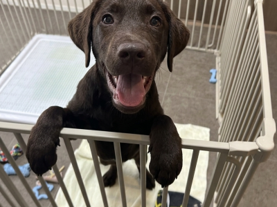 第3回｜帰宅すると大興奮する犬「嬉しいんだね」で終わらせない。そこから、犬を見る。