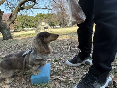 社会化とは筋トレ　ゴールデンタイム