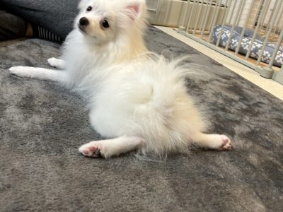 パピーレッスンは、人とのコミュニケーション能力作り