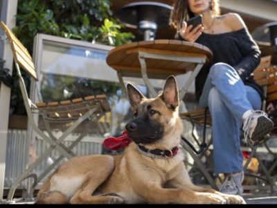 ? Vol.1｜ドッグカフェに行く前に、知ってほしいこと