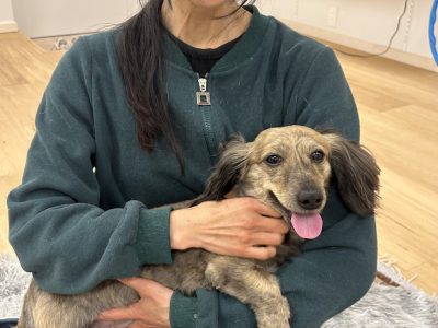犬の整体の効果は人と同じメンテナンスと将来の健康ライフの為