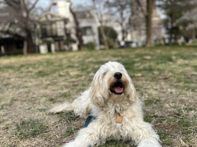 ひとが犬を惑わしている？！