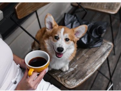 【Vol.2】「犬の“気持ちの土台”を育てるとは？」
