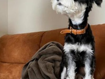 ? 犬の社会化とドッグカフェ【Vol.4】