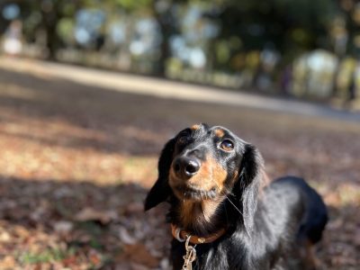 多頭のワンコは名前がわからない。ネームトレーニングやフォローミーを個別でやるよ！！