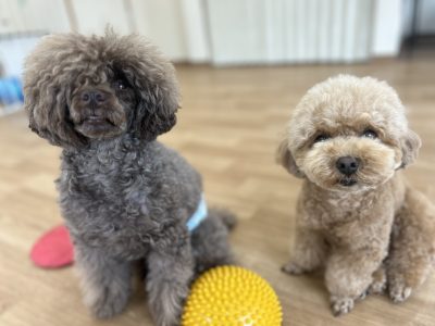 ハウスドッグ?クラス　家庭犬知育預かりクラス　2024/7/12　