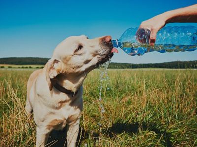 Vol.2：バツとは何か？誤解されがちな罰の実態と動物福祉の視点?