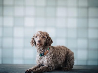 Vol.3：なぜバツを使わないトレーニングが必要なのか？心と行動の健康を守るために?‍?✨