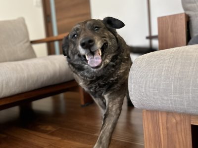 犬とご家族とトレーナーとしての絆