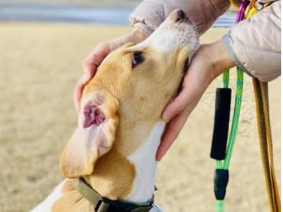 Vol.4：バツを使わない具体的なしつけ法 ＆ 環境づくり?