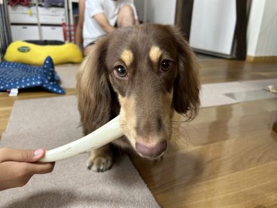 うちの犬が嚙むんです