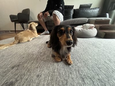 多頭のわんこレッスンは、別々にしっかり見極める