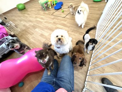 2024/3/17 ハウスドッグclass?