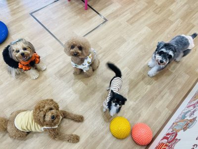 フォローアップクラス?　2024/11/16