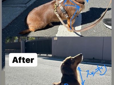 ダックス3歳　整体報告♪