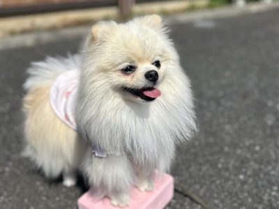 出来る行動を増やすと問題行動は軽減する