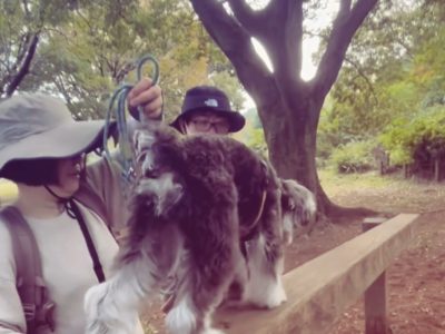 ドッグパルクール　日常の散歩に取り入れて欲しい工夫