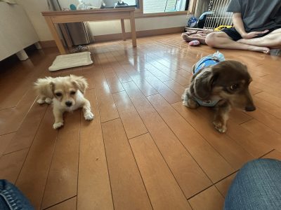 パピーレッスンは早くそして明確にやることが分かれば安心